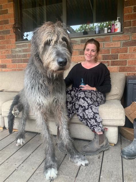 Giant irish grey hound. Things To Know About Giant irish grey hound. 